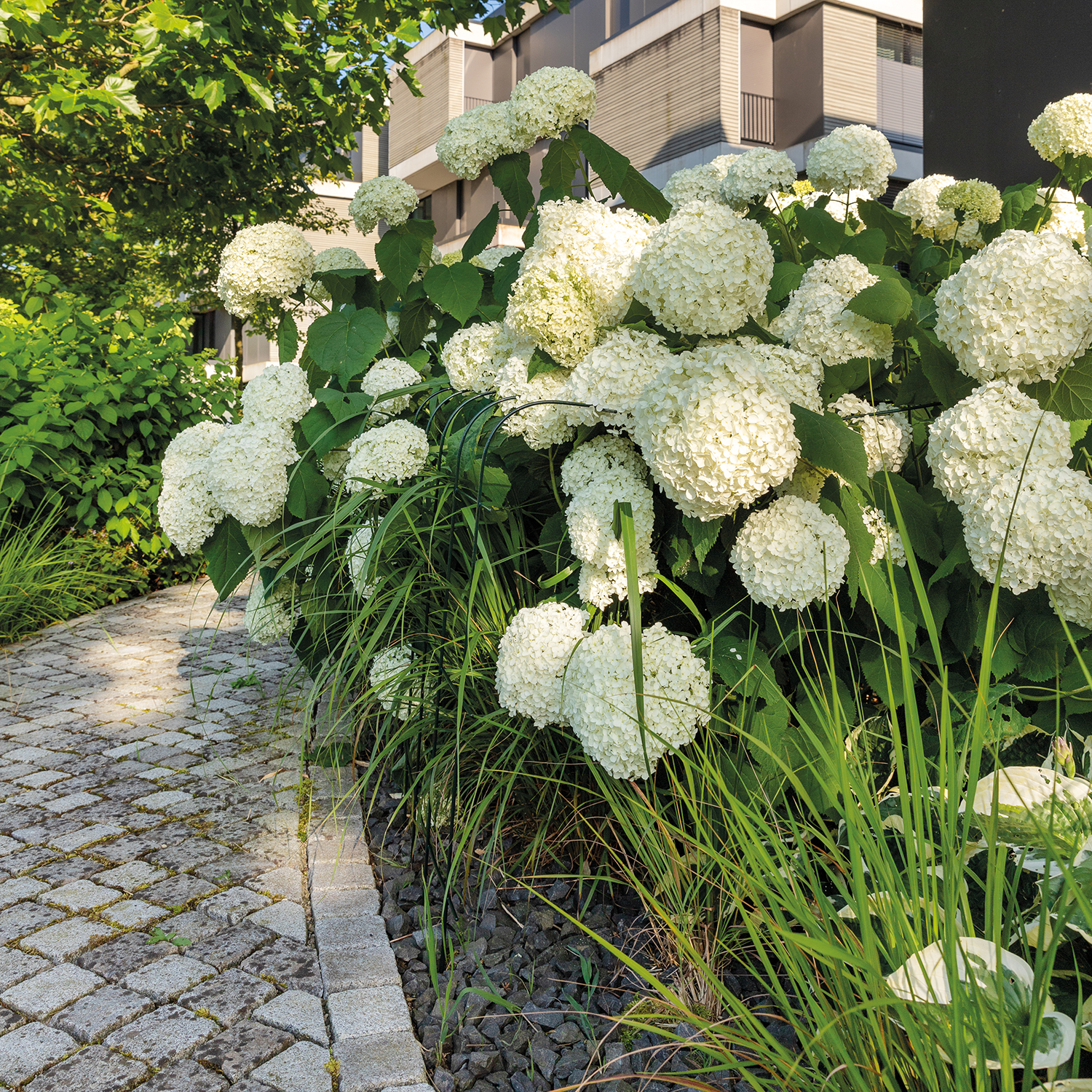 Annabelle hydrangea support 75 (set of 2)